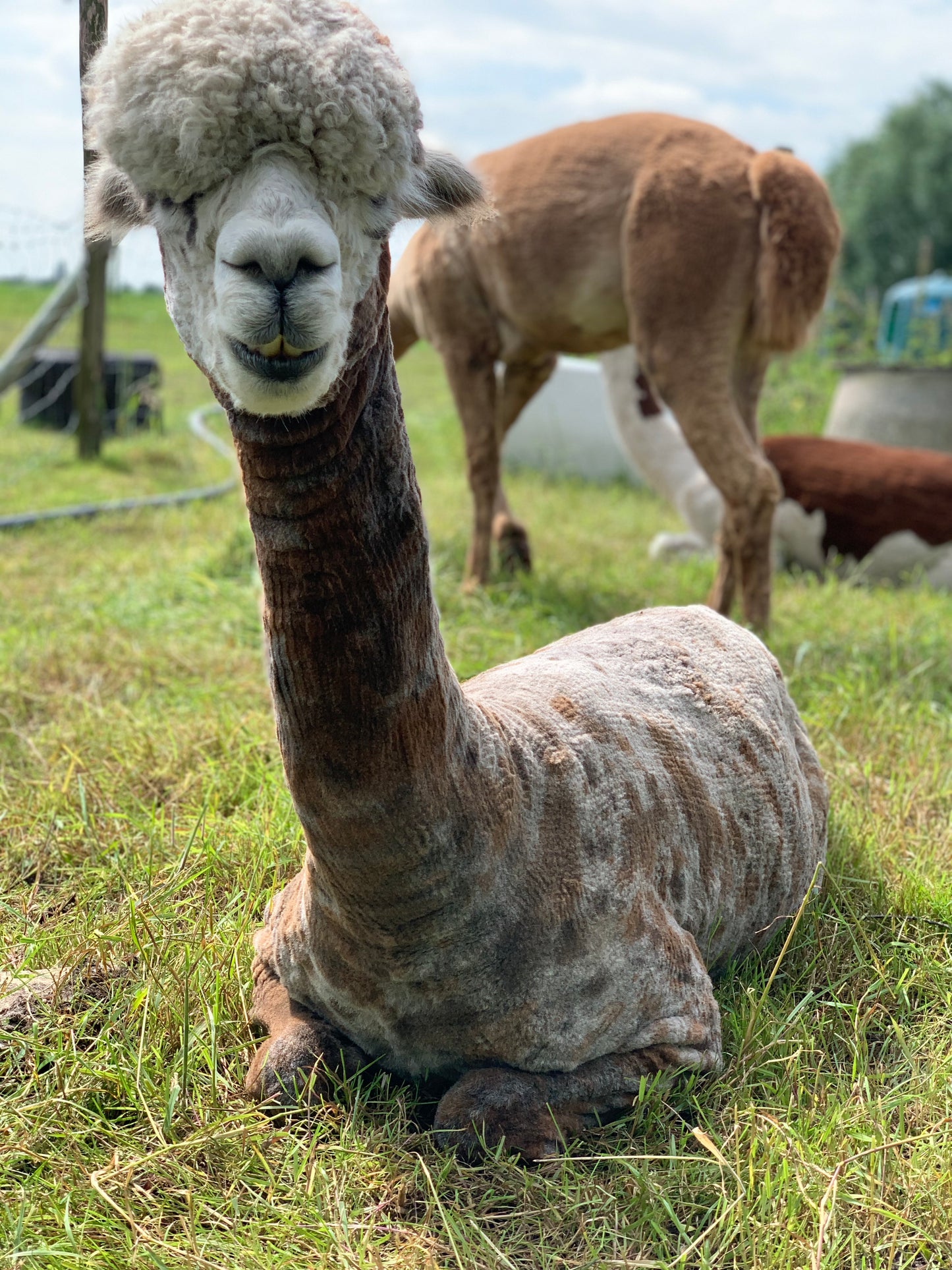 Handgesponnen wol Winnetou