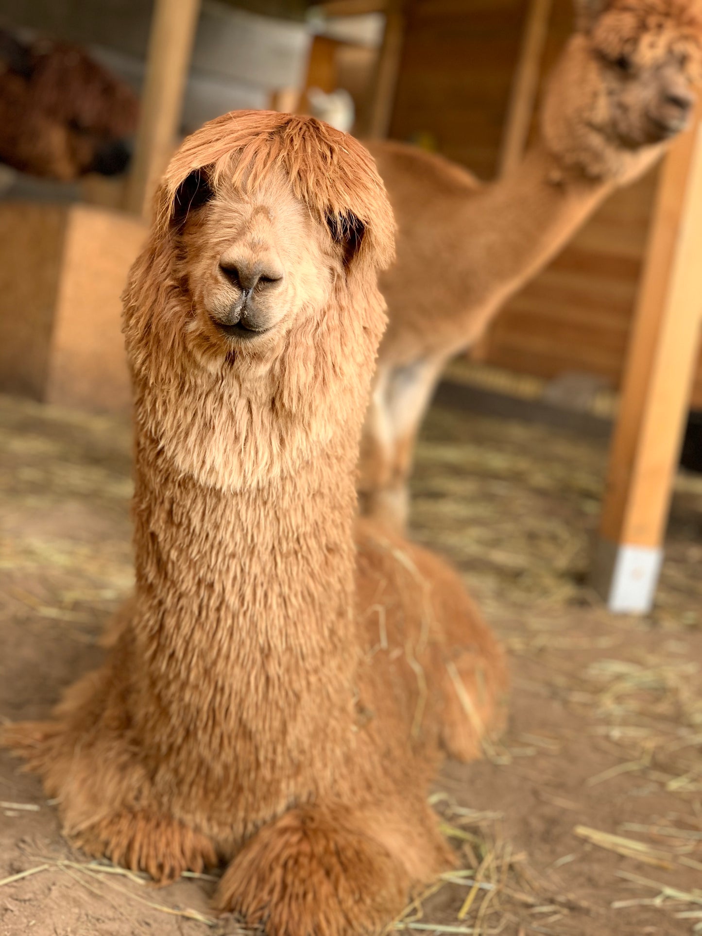 Wikkelsjaal Suri-Lou