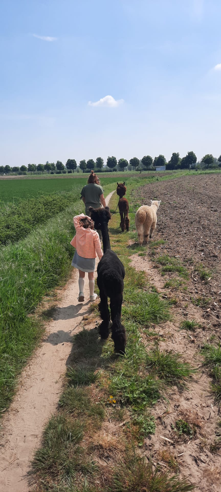Alpaca Wandelingen