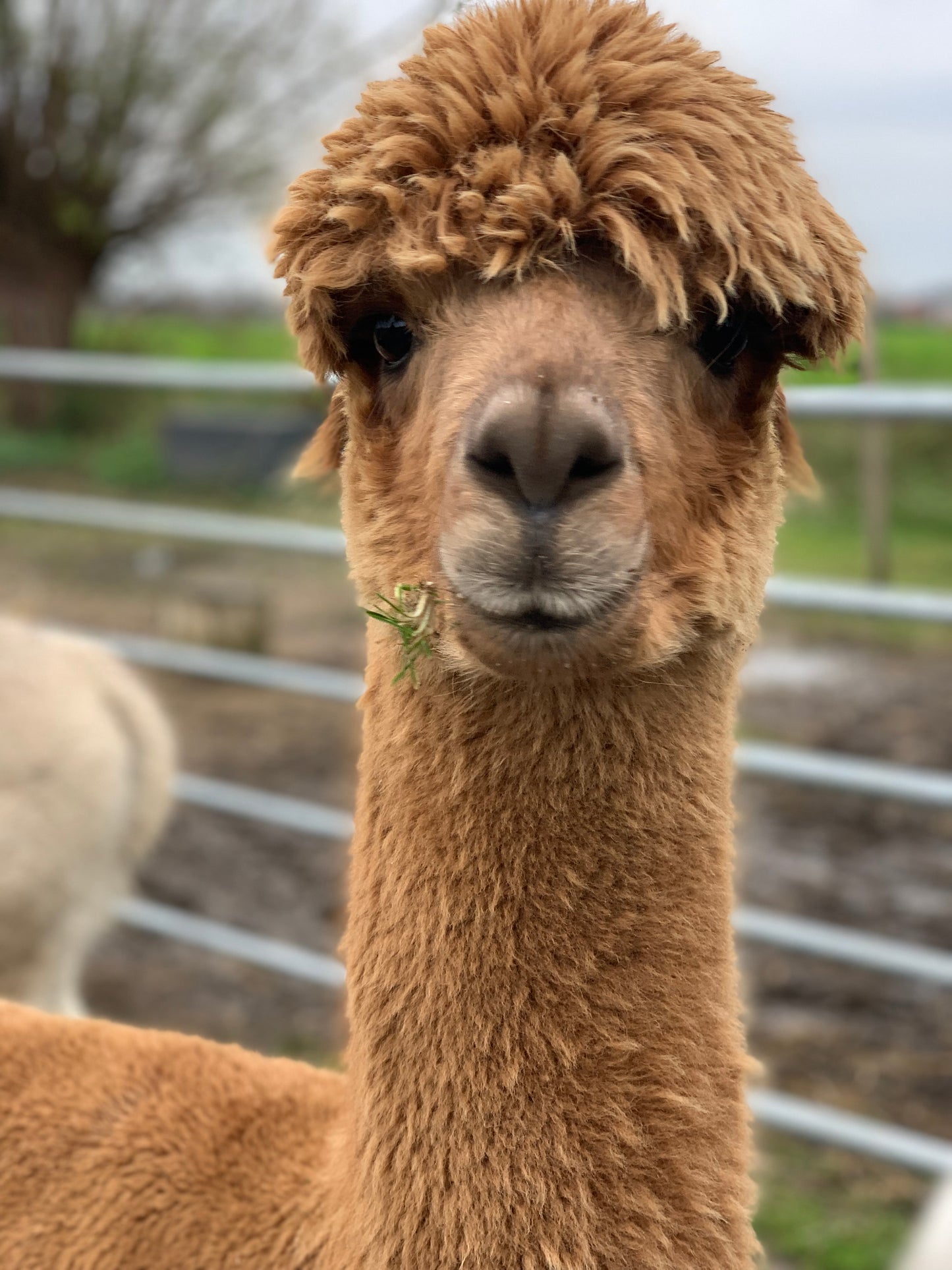 Handgesponnen wol Vaiana & Oscar