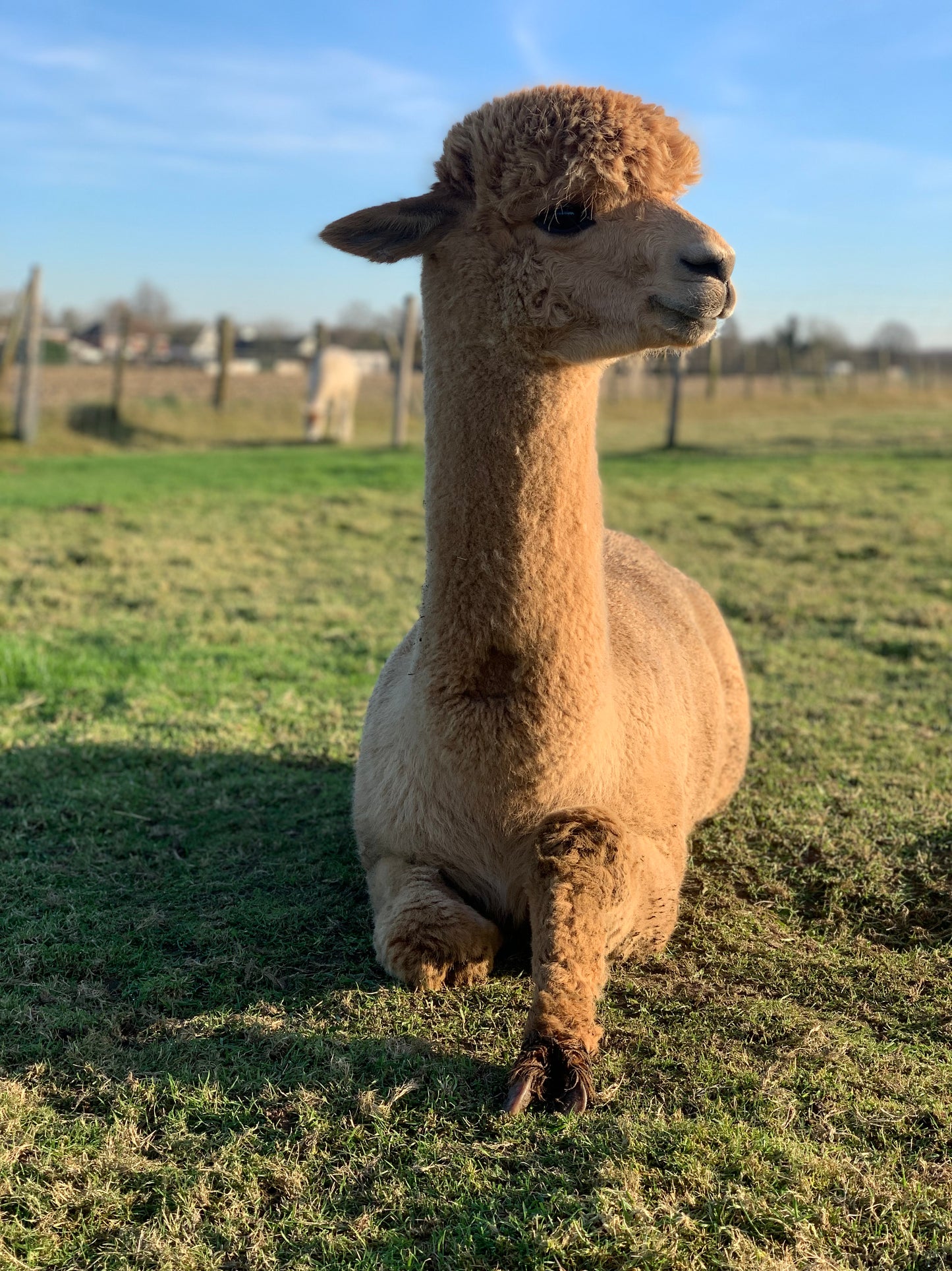 Oorwarmer Vaiana & Paca