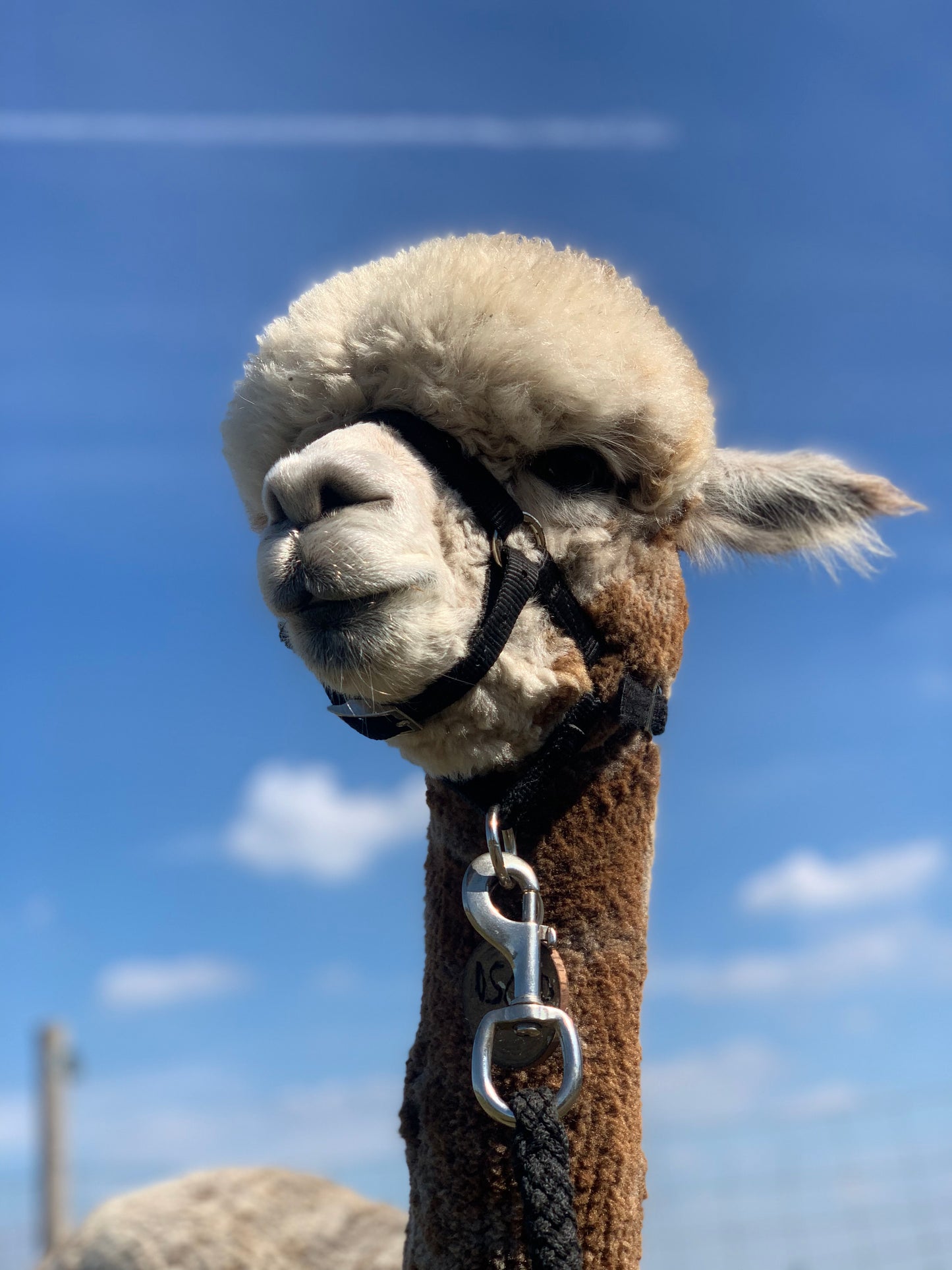 Gebreid Hoedje WiMel