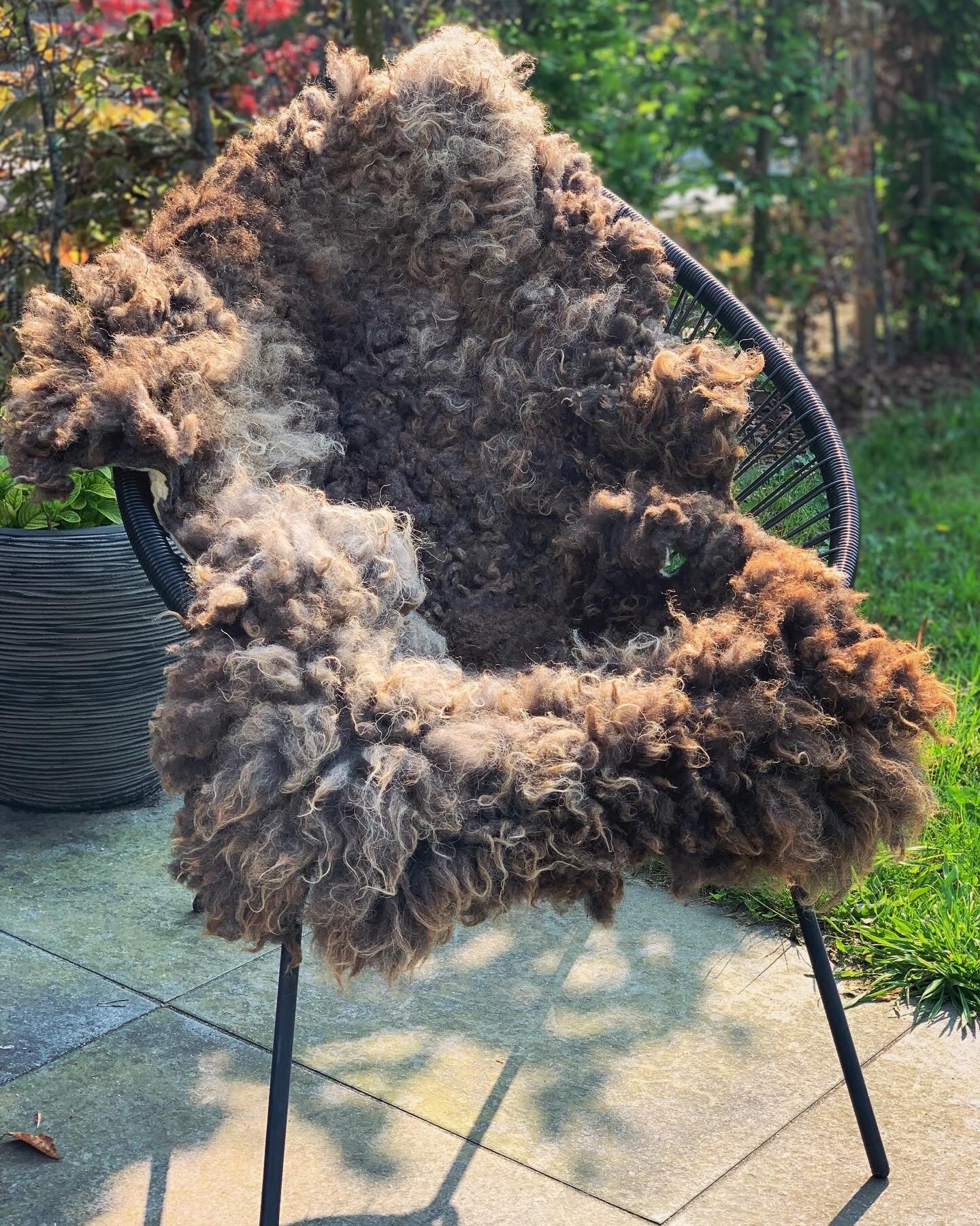 Decoratie vacht schaap blauwe texelaar