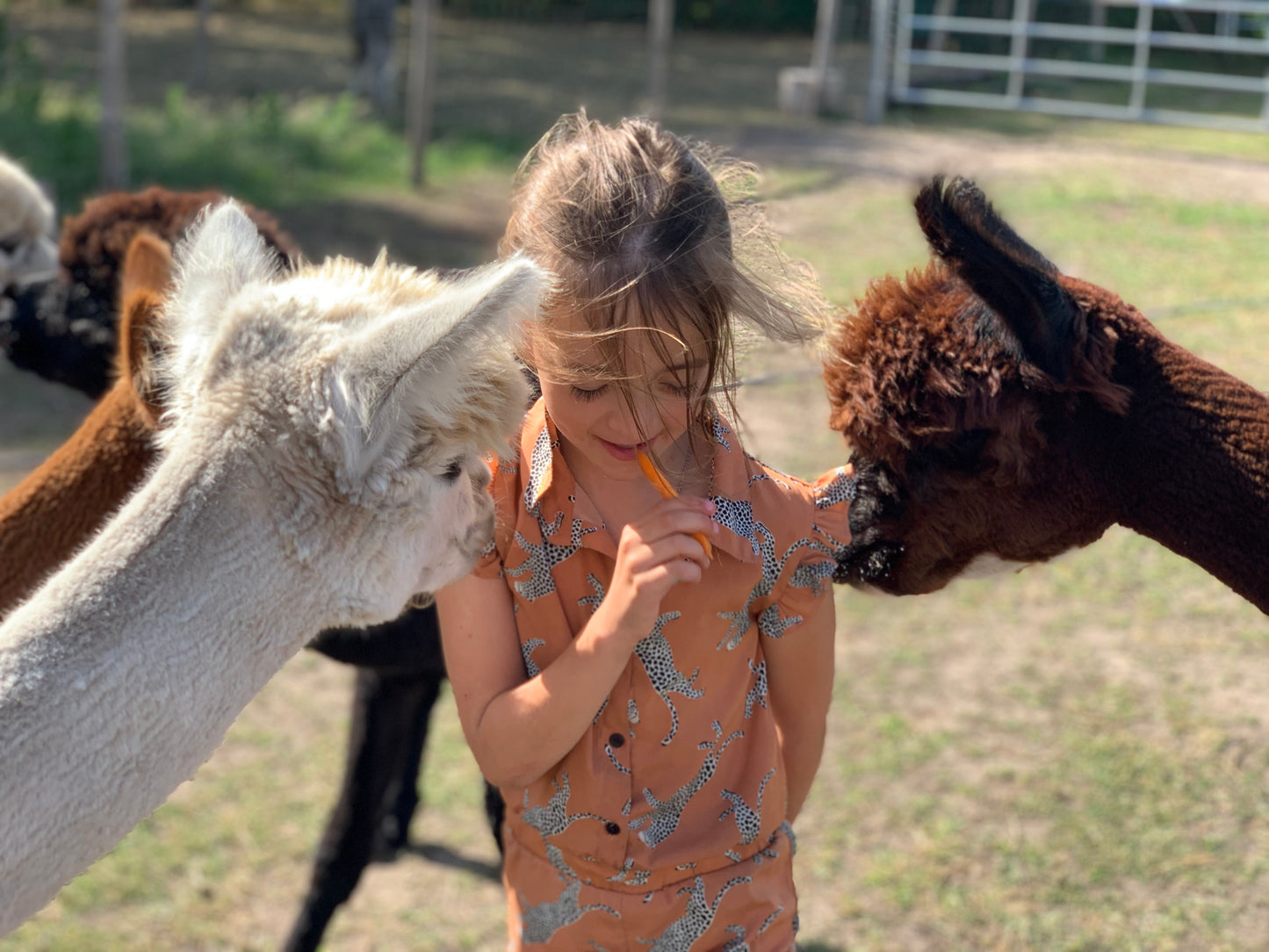 Alpaca Meet & Feed