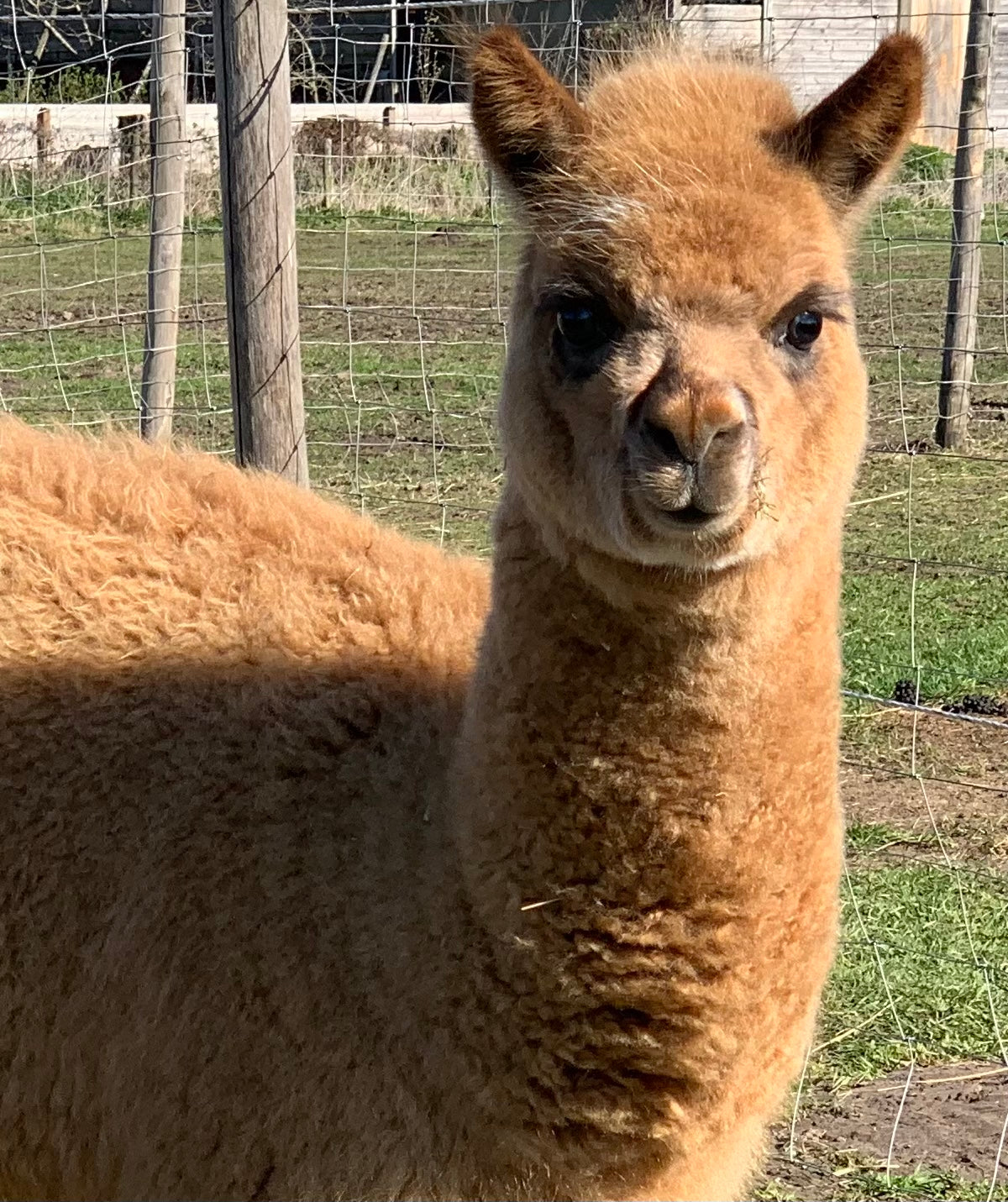 Oorverwarmer MelBres