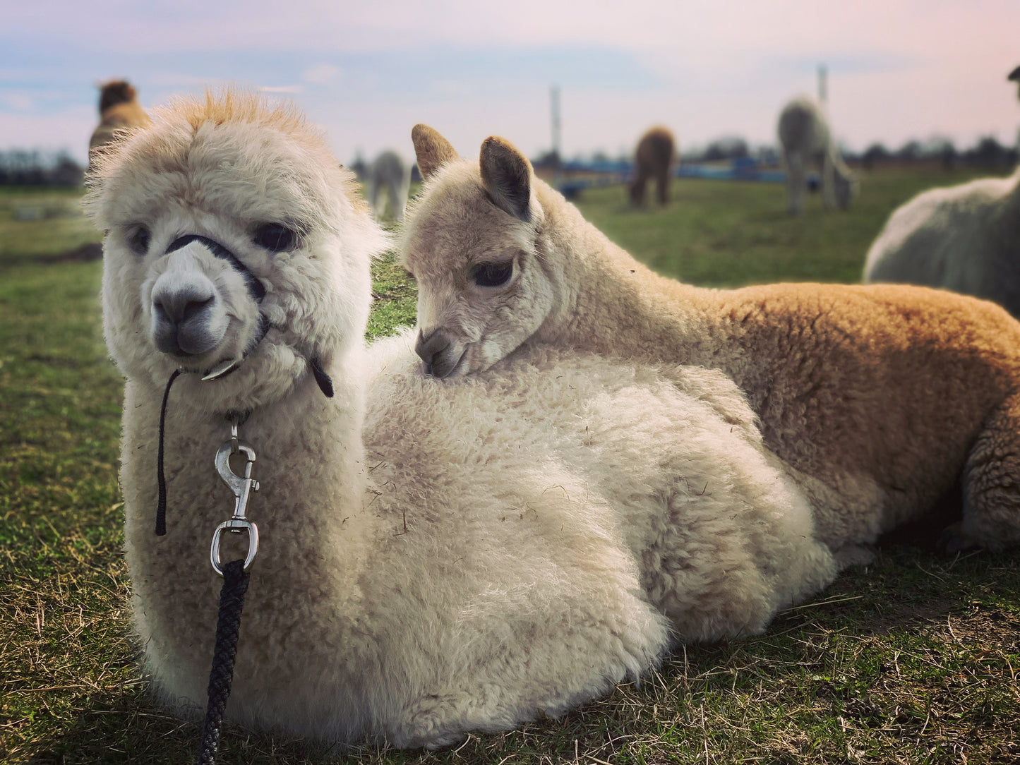 Uni Sex Muts MelBres