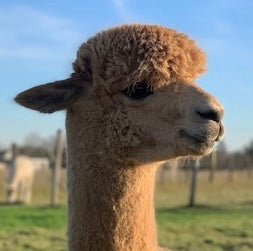 Handgesponnen wol Paca